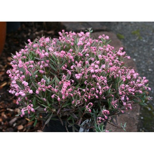 Андромеда Блю Файс продам саджанець, продам андромеду Blue Ice