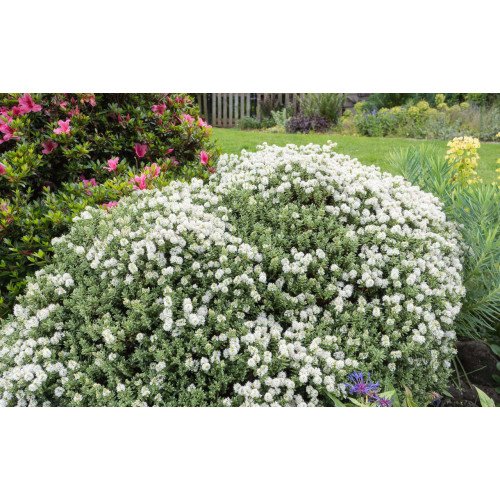 Хебе продам саджанець, 8*15 см, продам саджанці хебе