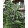 Ялиця Бревіфолія продам саджанець, висота 15 см, продам саджанець ялиці Brevifolia