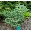 Ялиця Бонсай Блю продам саджанець, висота 10-15 см, продам ялицю Bonsai Blue