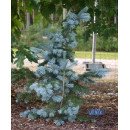 Ялиця Волбек продам саджанець, висота 10-15 см, продам ялицю Wolbeck