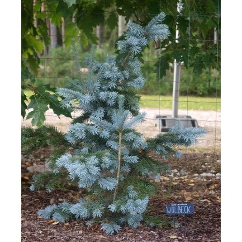 Ялиця Волбек продам саджанець, висота 10-15 см, продам ялицю Wolbeck