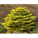 Ялиця Голден Спредер продам саджанець, висота 20-25 см, продам ялицю нордмана Golden Spreader