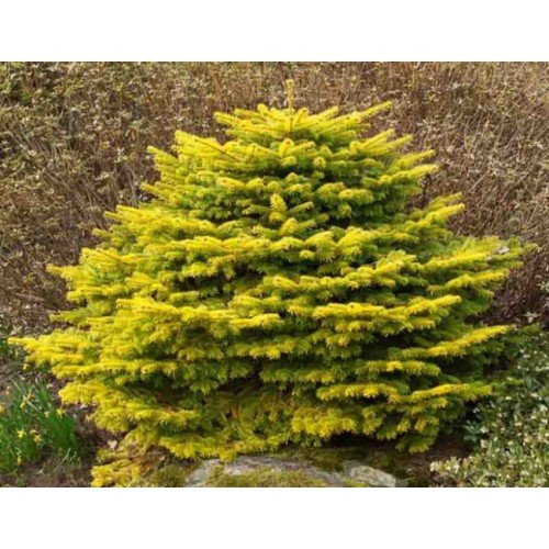 Ялиця Голден Спредер продам саджанець, висота 20-25 см, продам ялицю нордмана Golden Spreader