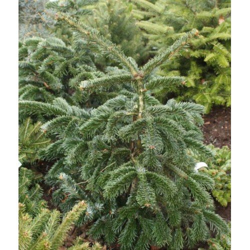 Ялиця Робуста продам саджанець, висота 30 см, продам ялицю Robusta