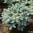 Ялиця благородна Прокумбенс, висота 15 см, продам саджанець ялиці Procumbens