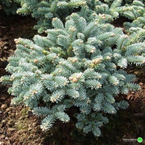 Ялиця благородна Прокумбенс, висота 15 см, продам саджанець ялиці Procumbens