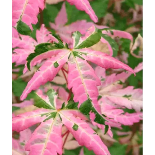 Клен Орідоно Нішікі продам саджанець, висота 50 см, продам саджанець клену Oridono Nishiki