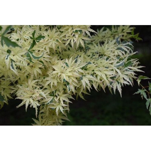 Клен Баттерфлай продам саджанець, висота 70-80 см, продам клен Butterfly