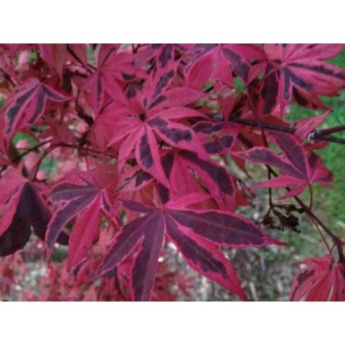 Клен Гейша Ган Вайлд продам саджанець, висота 50-60 см, продам клен Geisha Gone Wild