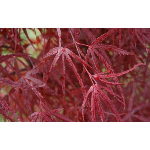 Клен Хабс Ред Віллоу продам саджанець, 40-50 см, продам клен Hubb's Red Willow