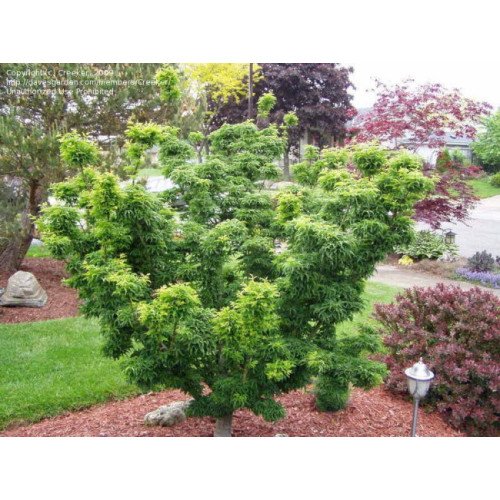 Клен Шішігашіра продам саджанець, висота 50-60 см, продам японський клен Shishigashira