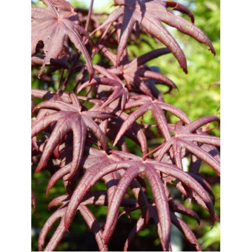 Клен Старфіш продам саджанець, висота 50 см, куплю клен Starfish