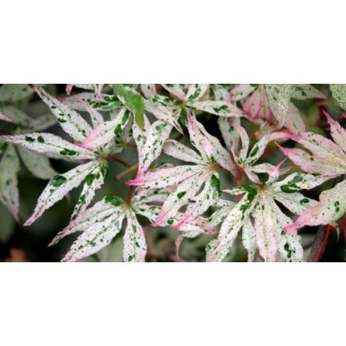 Клен Укігумо продам саджанець, висота 80-90 см, продам клен Ukigumo