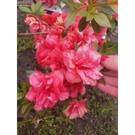 Азалія Черрі продам саджанець, висота 20 см, продам азалію Cherrie