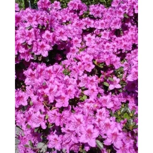 Азалія Ензетт Лілієнштайн продам саджанець, висота 15-20 см, продам азалію Enzett Lilienstein