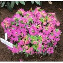 Азалія Кьонігстайн продам саджанець, висота 12-15 см, куплю азалію Konigstein