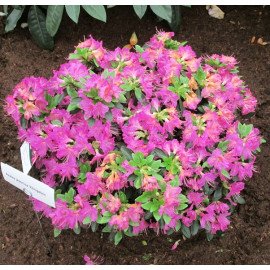 Азалія Кьонігстайн продам саджанець, висота 12-15 см, куплю азалію Konigstein