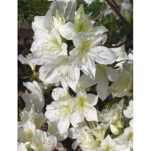 Азалія Палестріна продам саджанець, висота 25-30 см, продам азалію Palestrina