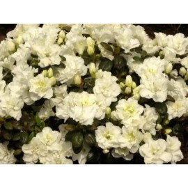 Азалія Шнеперле продам саджанець, висота 20 см, продам азалію Schneeperle