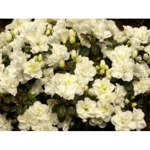 Азалія Шнеперле продам саджанець, висота 20 см, продам азалію Schneeperle