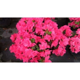 Азалія Торнелла продам саджанець, висота 13-15 см, продам азалію Tornella