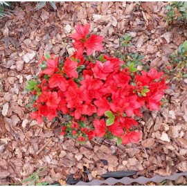 Azalea Фрідолін продам саджанець, висота 15 см, продам азалію Fridoline