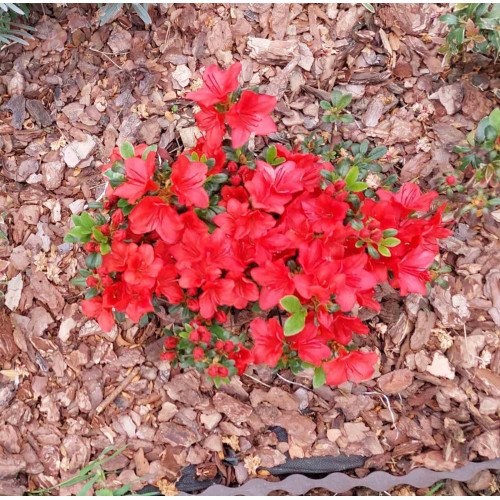 Azalea Фрідолін продам саджанець, висота 15 см, продам азалію Fridoline