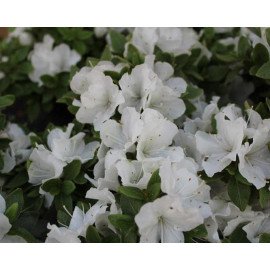 Азалія Панда продам саджанець, висота 10-13 см, продам азалію Panda