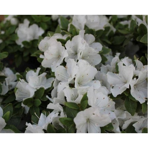 Азалія Панда продам саджанець, висота 10-13 см, продам азалію Panda