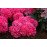 Азалія Петікот продам саджанець, висота 25+ см, продам азалію Petticoat