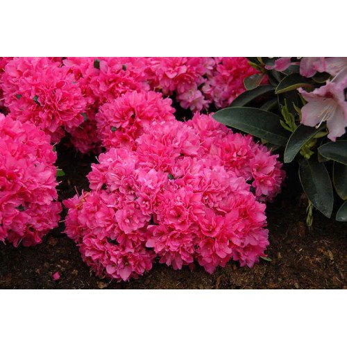 Азалія Петікот продам саджанець, висота 25+ см, продам азалію Petticoat