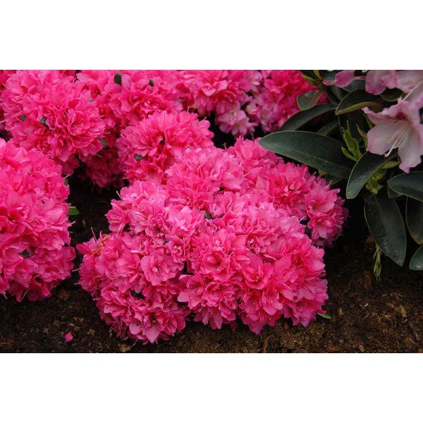 Азалія Петікот продам саджанець, висота 25+ см, продам азалію Petticoat