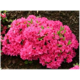 Азалія Пурпуркіссен продам саджанець, висота 15-20 см, продам азалію Purpurkissen