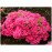 Азалія Пурпуркіссен продам саджанець, висота 15-20 см, продам азалію Purpurkissen