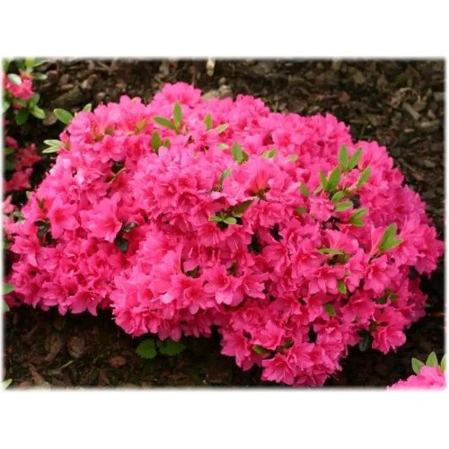 Азалія Пурпуркіссен продам саджанець, висота 15-20 см, продам азалію Purpurkissen