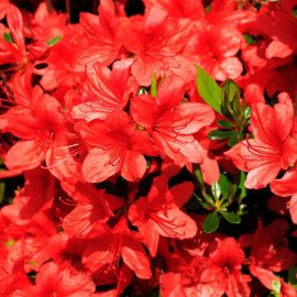 Азалія Стюартстоніан продам саджанець, висота 25-30 см, продам азалію Stewartstonian