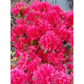 Азалія Тьєррі продам саджанець, висота 25 см, продам азалію Thierry