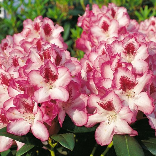 Рододендрон Hachmann's Charmant продам саджанець, продам рододендрон Hachmann's Charmant