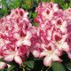 Рододендрон Hachmann's Charmant продам саджанець, продам рододендрон Hachmann's Charmant