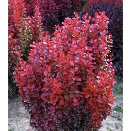 Барбарис Ред Тауер продам саджанець, висота 20-25 см, продам барбарис Red Tower