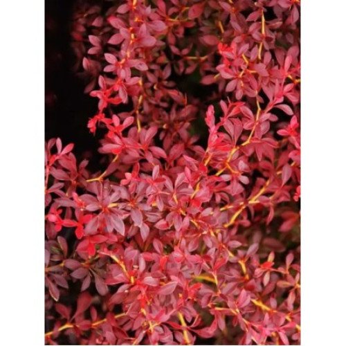 Барбарис Ред Дрім продам саджанець, висота 40 см, продам барбарис Red Dream