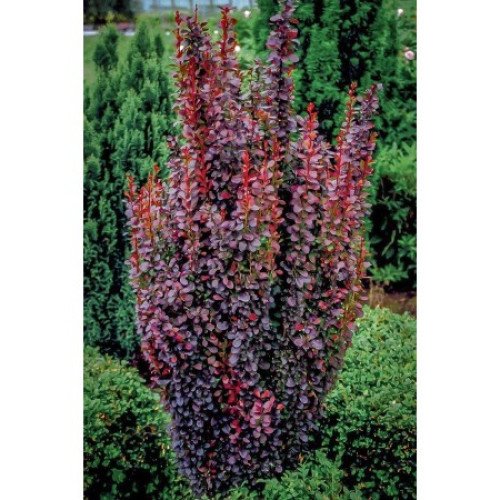 Барбарис Ред Піллар продам саджанець, висота 50 см, продам барбарис Red Pillar