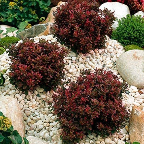 Барбарис Багатель продам саджанець, висота 10 см, продам барбарис Bagatelle