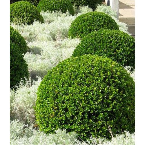 Барбарис Кобольд продам саджанець, горщик 2л, продам барбарис Kobold