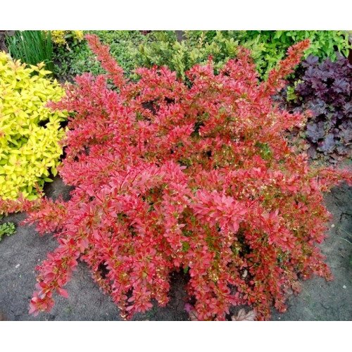 Барбарис Оранж Дрім продам саджанець, 15*15-20 см, продам барбарис Orange Dream