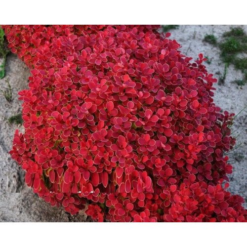 Барбарис Рубі Стар продам саджанець, продам барбарис Rubi Star