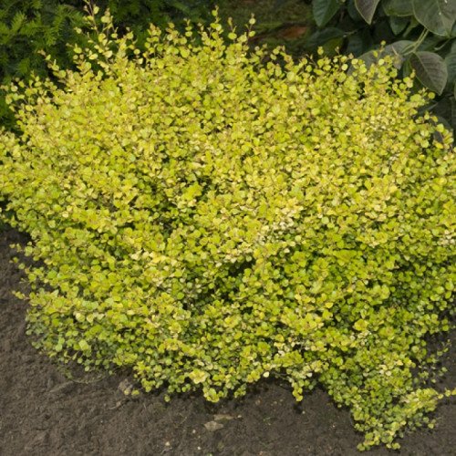 Береза Голден Треже продам саджанець, висота 30-35 см, продам березу Golden Treasure