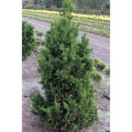 Кипарисовик Драт продам саджанець, висота 20 см, продам кипарисовик Drath Draht