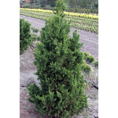 Кипарисовик Драт продам саджанець, висота 20 см, продам кипарисовик Drath Draht